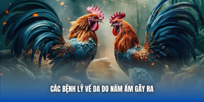 Các bệnh lý về da do nấm ẩm gây ra