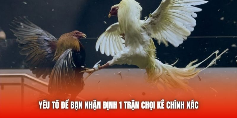 Yếu tố để bạn nhận định 1 trận chọi kê chính xác