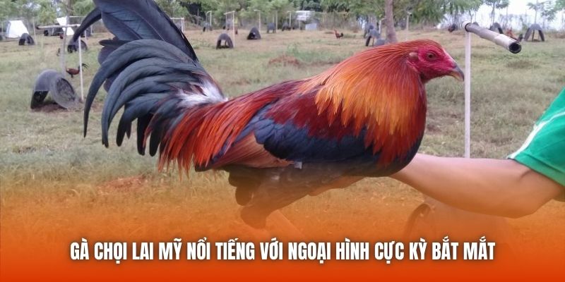Gà chọi lai Mỹ nổi tiếng với ngoại hình cực kỳ bắt mắt